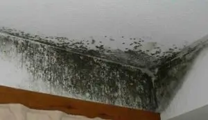 black mould